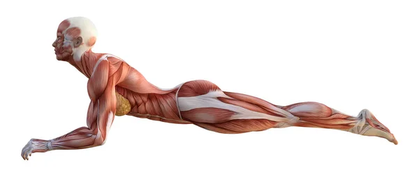 3D рендерингу жіночої анатомії на білому — стокове фото