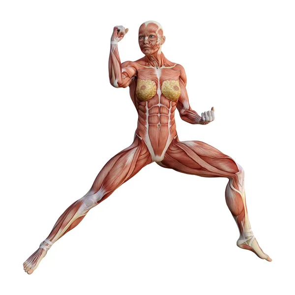 3D-рендеринг женской анатомии — стоковое фото