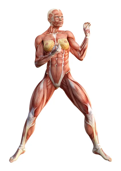 Figura de anatomía femenina de representación 3D en blanco — Foto de Stock