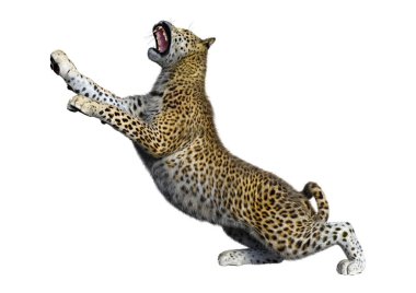 3D render büyük kedi Leopard üzerinde beyaz
