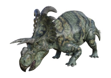 3D render dinozor Albertaceratops beyaz