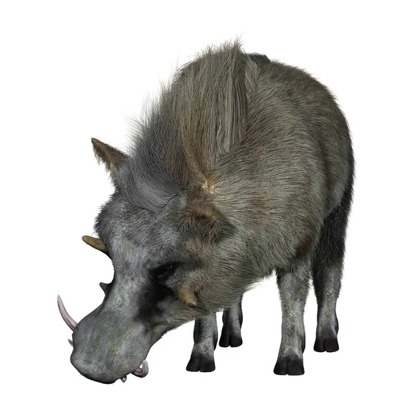 Representación 3D Warthog común en blanco — Foto de Stock