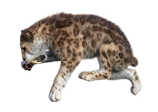 3D rendering Sabertooth tigris-fehér — Stock Fotó