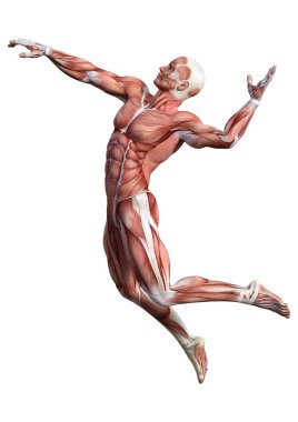 3D render erkek anatomisi şekil üzerinde beyaz
