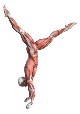 3D render erkek anatomisi şekil üzerinde beyaz