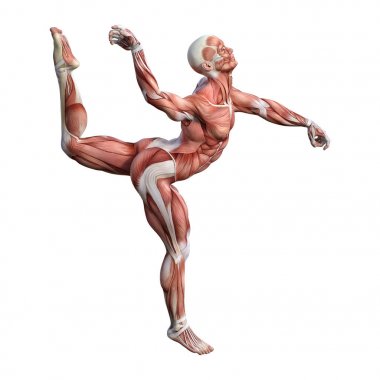 3D render erkek anatomisi şekil üzerinde beyaz