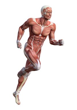 3D render erkek anatomisi şekil üzerinde beyaz