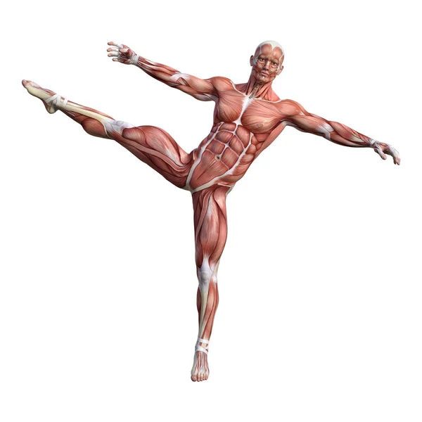 3D rendering mannelijke anatomie figuur op wit — Stockfoto