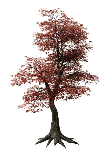 3D Rendering japanischer Ahornbaum auf Weiß — Stockfoto