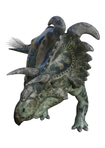 Rendu 3D dinosaure Albertaceratops sur blanc — Photo