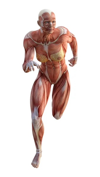 3D rendering vrouwelijke anatomie figuur op wit — Stockfoto