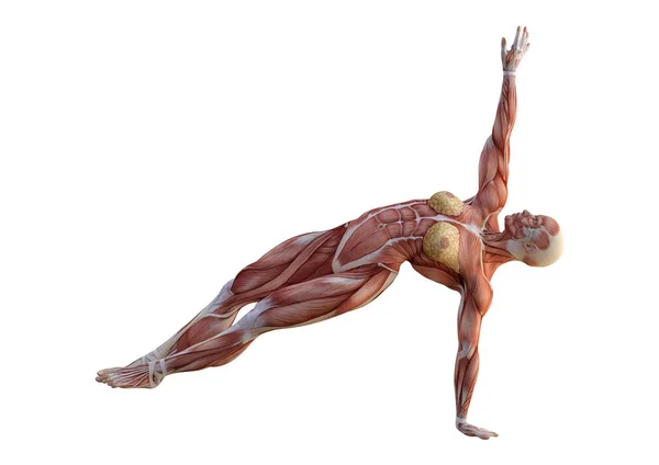 3D rendering női anatómia ábra-fehér — Stock Fotó