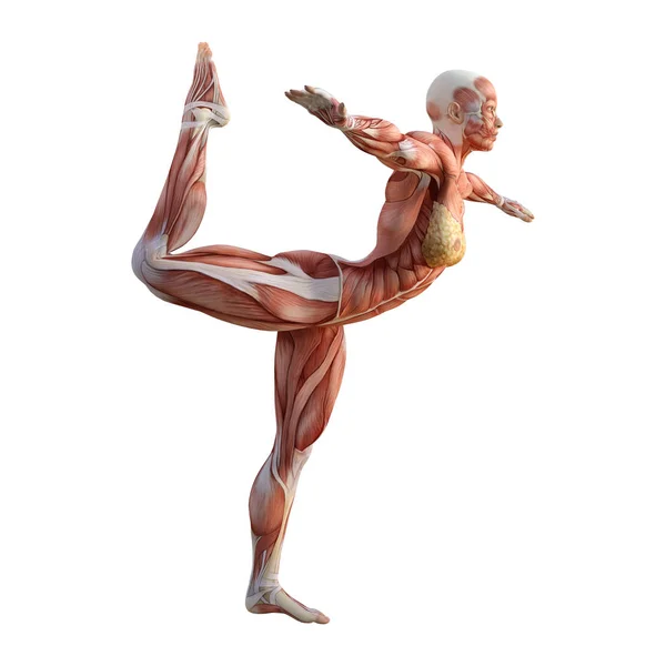 3D rendering vrouwelijke anatomie figuur op wit — Stockfoto