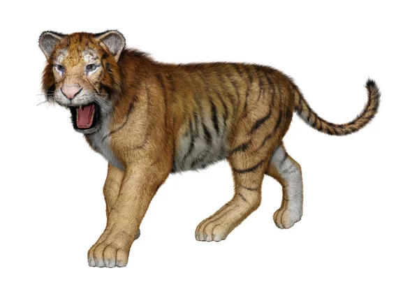 3D rendering Big Cat Tiger op wit — Stockfoto