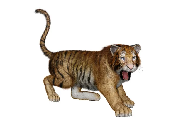 3D renderização Big Cat Tiger em Branco — Fotografia de Stock