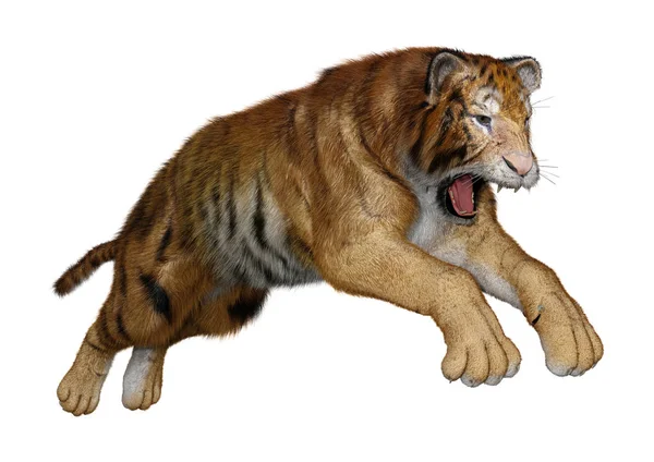 Rendu 3D Big Cat Tiger sur blanc — Photo