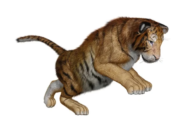Representación 3D Big Cat Tiger en blanco —  Fotos de Stock