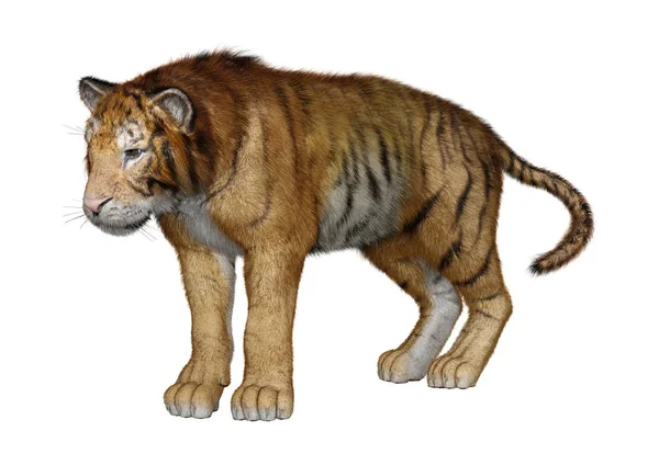 3D rendering Big Cat Tiger op wit — Stockfoto