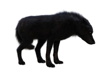 3D render siyah üzerine beyaz kurt