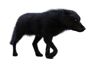 3D render siyah üzerine beyaz kurt