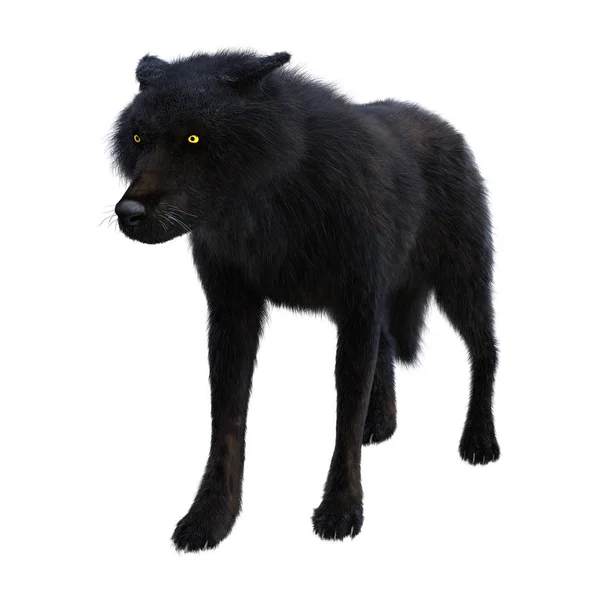 Rendu 3D Loup Noir sur Blanc — Photo