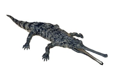3D render Gharial beyaz