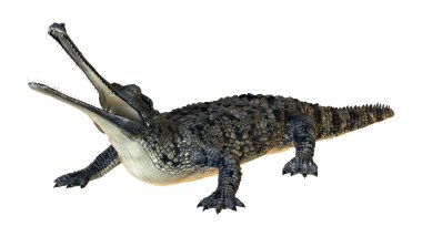3D render Gharial beyaz