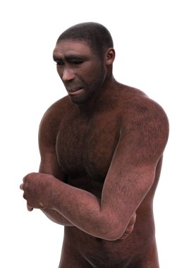 3D render Homo Erectus beyaz