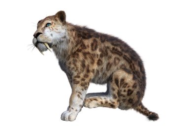 3D render Sabertooth kaplan beyaz