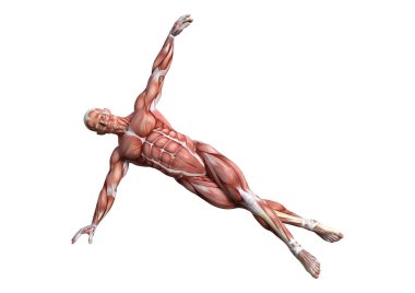 3D render erkek anatomisi şekil üzerinde beyaz