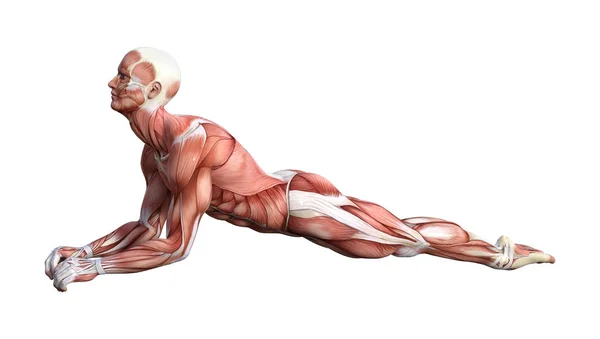 3D Rendering Male Anatomy Figure on White — Stock Photo, Image