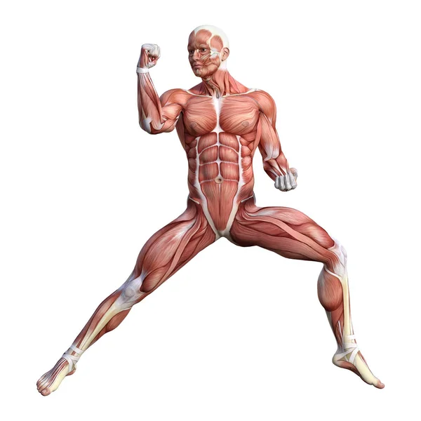 Figura de Anatomia Masculina de Renderização 3D em Branco — Fotografia de Stock