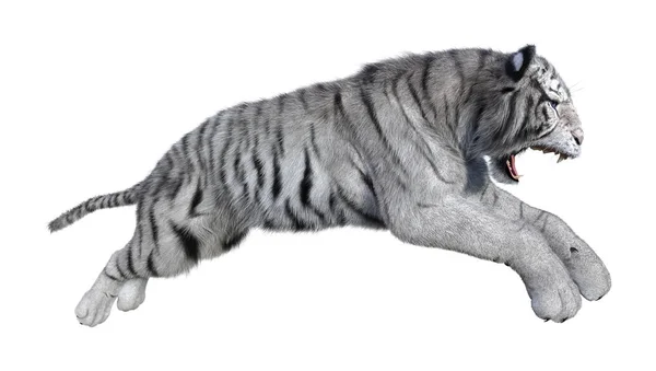 3D Rendering White Tiger on White — Stock Photo, Image