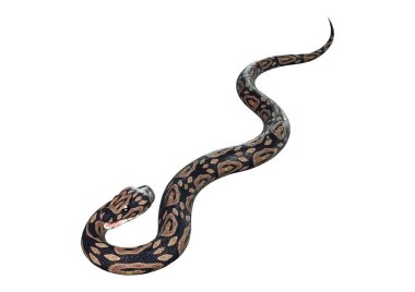 3D render top Python beyaz