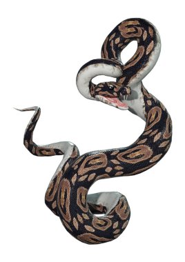3D render top Python beyaz