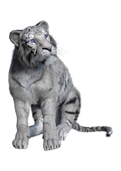 3D Rendering tigre bianca su bianco — Foto Stock