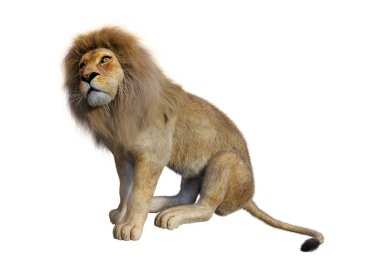 Beyaz üzerine 3D render erkek aslan