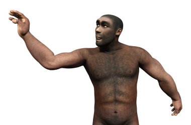 3D render Homo Erectus beyaz