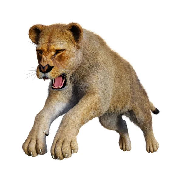 3D vykreslování lvice na bílém — Stock fotografie