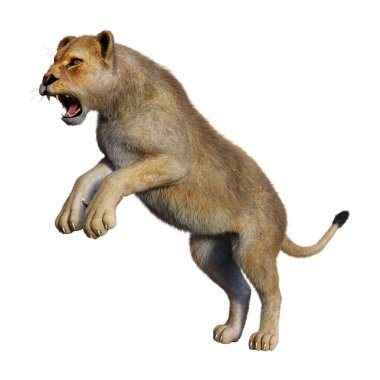 Beyaz üzerine 3D render dişi aslan