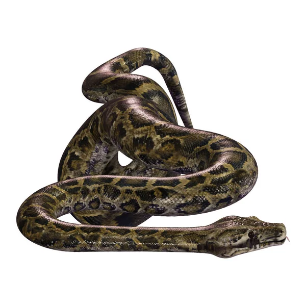 3D rendering burmesiska Python på vit — Stockfoto