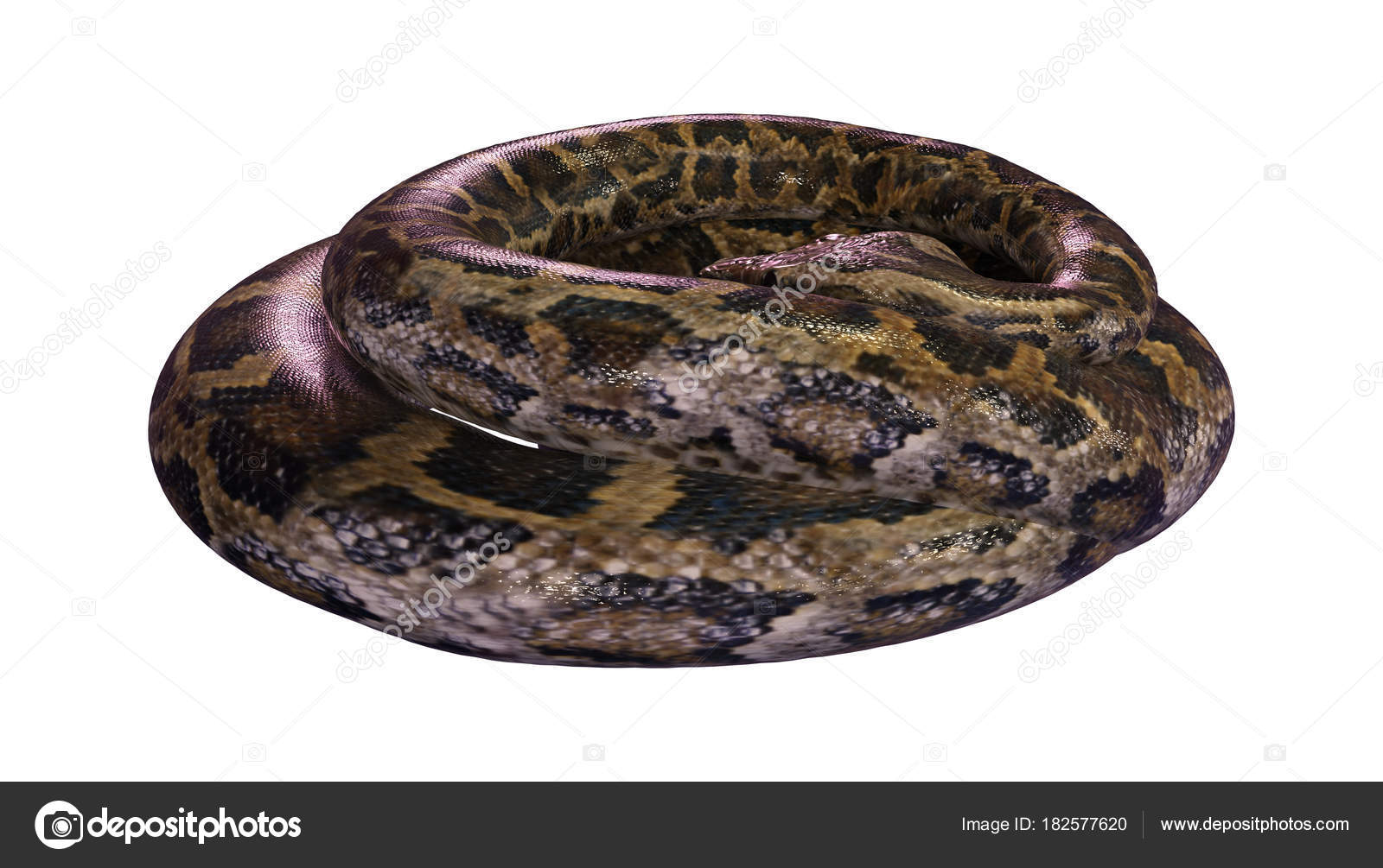3D Rendering Burmese Python on White Stock Photo by ©PhotosVac 182577620