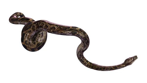 Representación 3D Burmese Python en blanco —  Fotos de Stock
