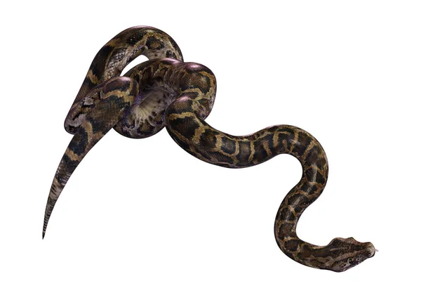 3D Rendering Burmese Python on White Royalty Free Stock Images