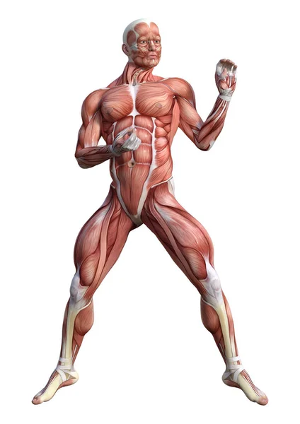 Figura de Anatomia Masculina de Renderização 3D em Branco — Fotografia de Stock