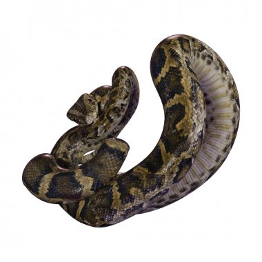 3D render Birmanya Python beyaz