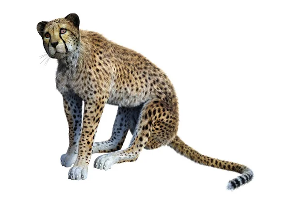 화이트에 3d 렌더링 큰 고양이 치타 — 스톡 사진