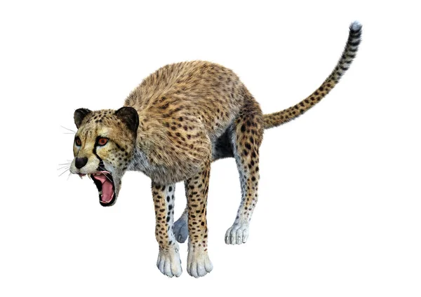 3D render büyük kedi Cheetah beyaz — Stok fotoğraf