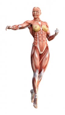 3D render kadın anatomi şekil üzerinde beyaz