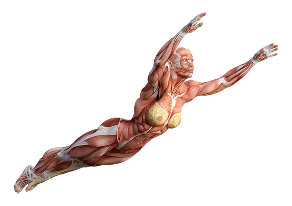 Figura de Anatomia Feminina de Renderização 3D em Branco — Fotografia de Stock